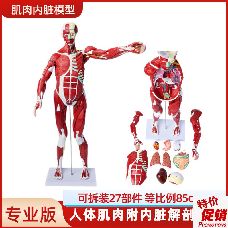 医学教学人体全身肌肉模型内脏器官解剖结构组织拆U卸运动仿真教