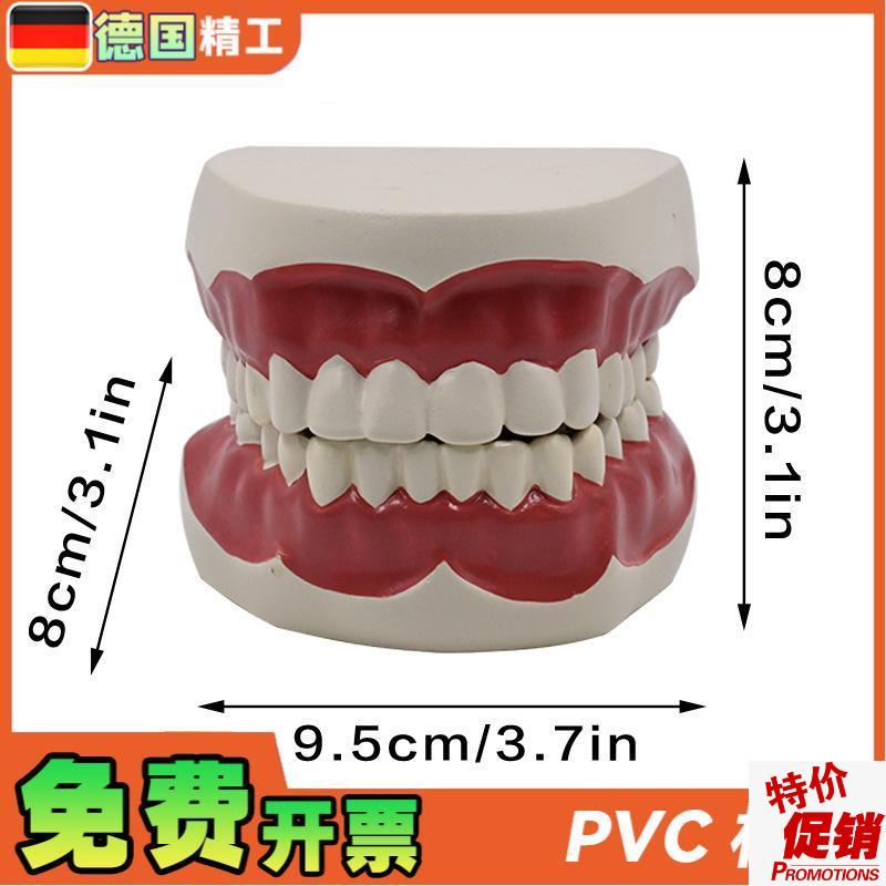 德国】1比1牙齿护理保健模型高级口腔清洁模O型保健牙护理教学模