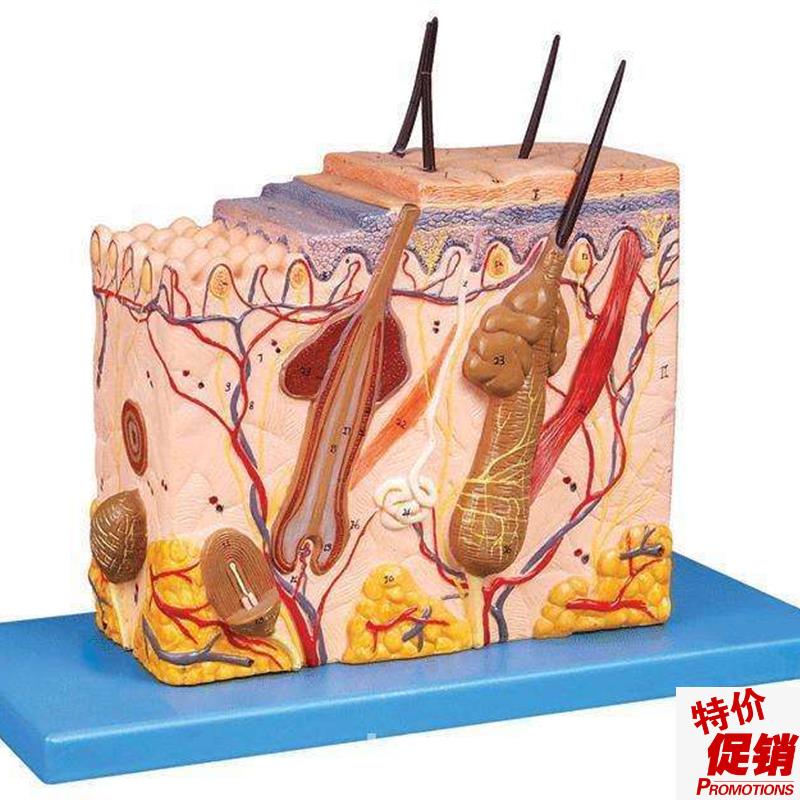 人体皮肤放大模型(中型)表皮立体毛囊放大毛发汗腺Y解剖标本模具