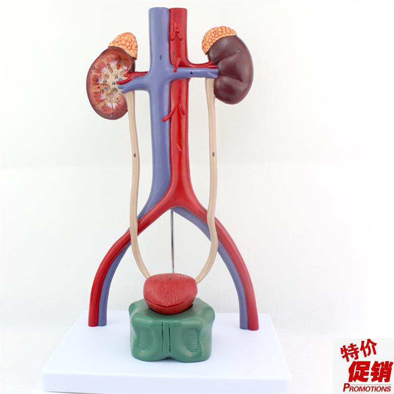 ENOVO颐诺人体泌尿系统模型肾输尿管膀胱尿道解剖W模型医学泌尿科