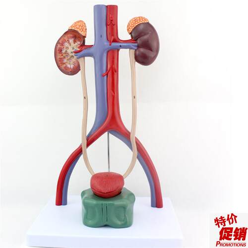 ENOVO颐诺人体泌尿系统模型肾输尿管膀胱尿道解剖W模型医学泌尿科