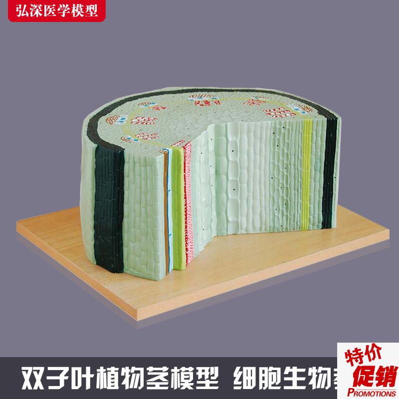 双子叶植物茎细胞模型向日葵组织横切面解剖N放大初中生物教学教