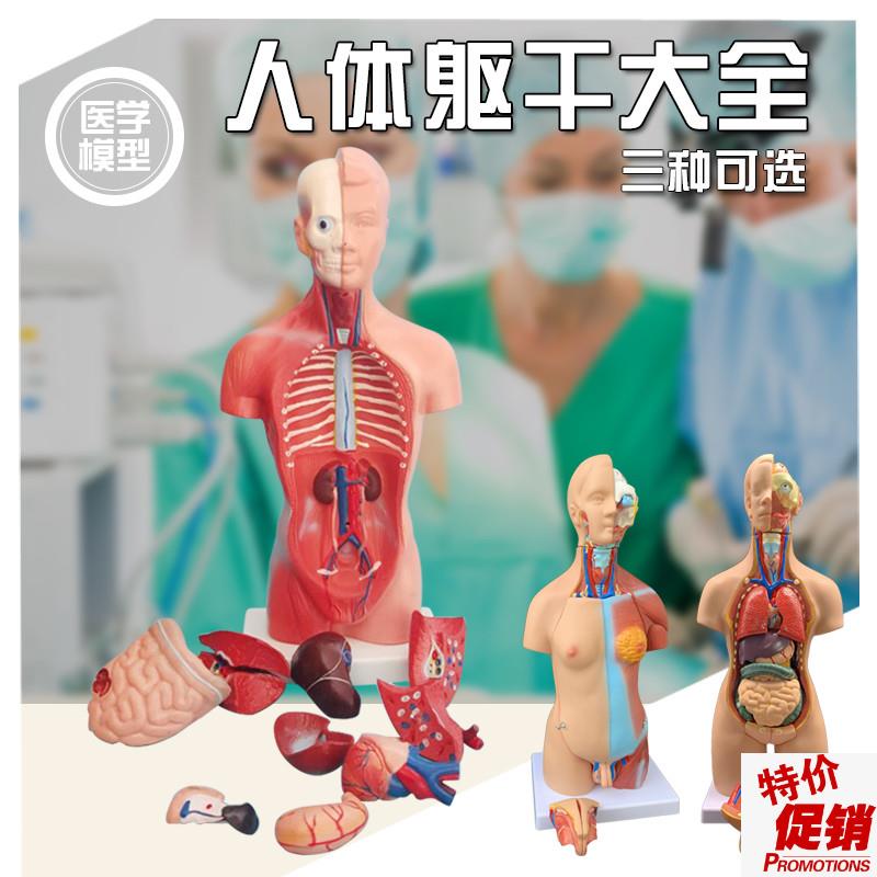 躯干模型人d体内脏解剖男性女性器官模型躯干解剖胸腹器官结构模