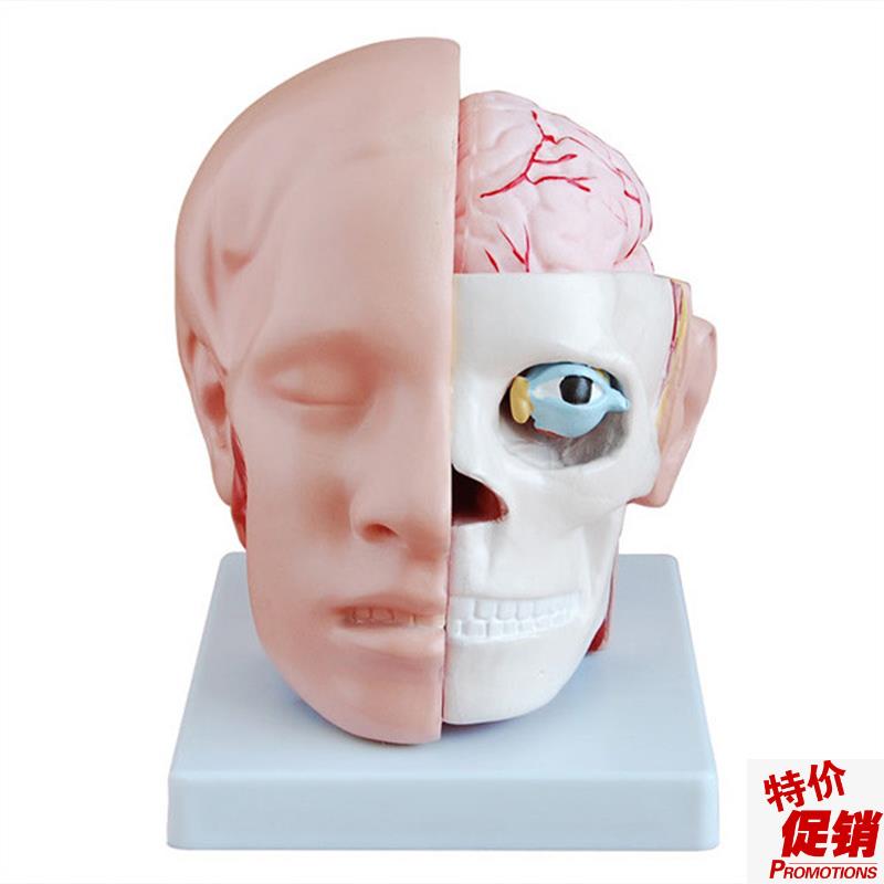人体头部解剖附脑动脉模型医学教T学用标本模具