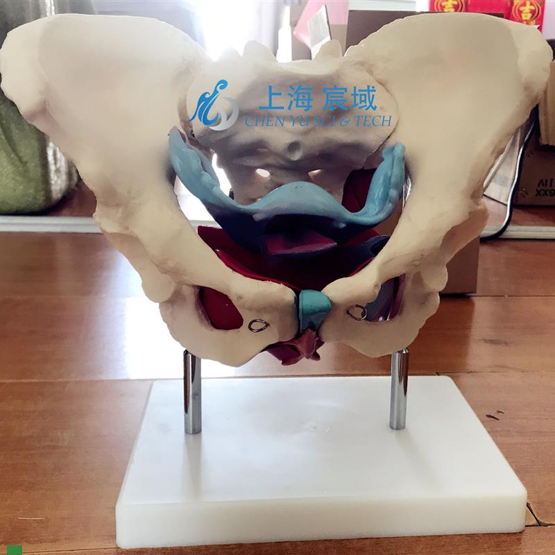 女性假骨盆及盆底肌肉模型人体解剖I骨骼医学教学用训练标本