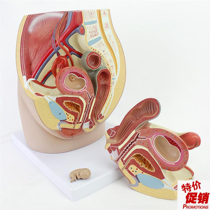 ENOVO颐诺女性盆腔解s剖模型生殖泌尿子宫胚胎儿妇产科医学用教学