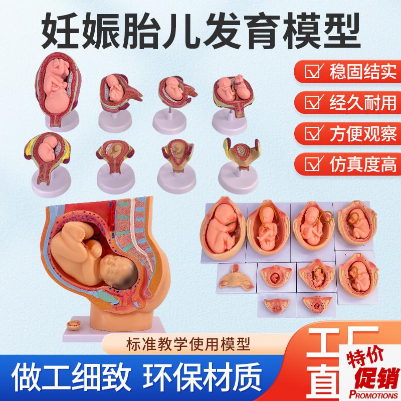 妊娠胚胎发育过程模型模型子宫生殖模型婴儿胎儿妊Y娠九个月模型