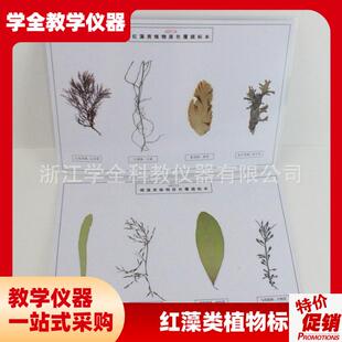 藻类标本浸泡标本中学科普教具幼儿园教学M探究实验教学标本厂家