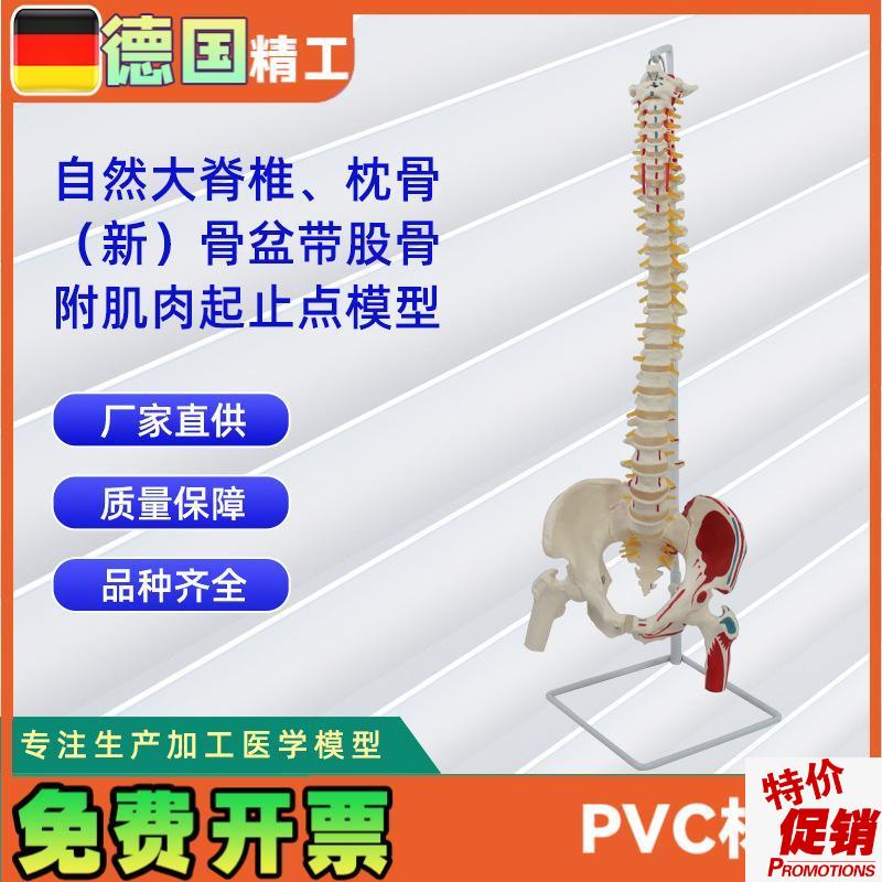 自然大脊椎带枕骨新骨盆u带股骨附肌肉起止点模型教学模型