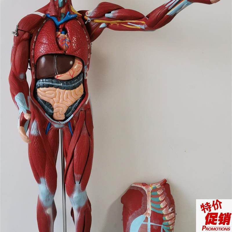 人体全身肌肉解剖附内t脏模型80cm人体肌肉模型27部件,文具电教/文化用品/商务用品,模拟人,淘宝优惠券,粉丝福利购,淘宝优惠卷