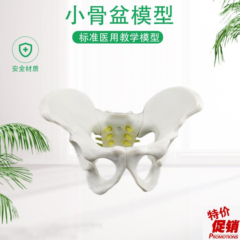 盆骨模型小型人体l骨盆模型分娩示范教学模型桌上礼品模型包邮