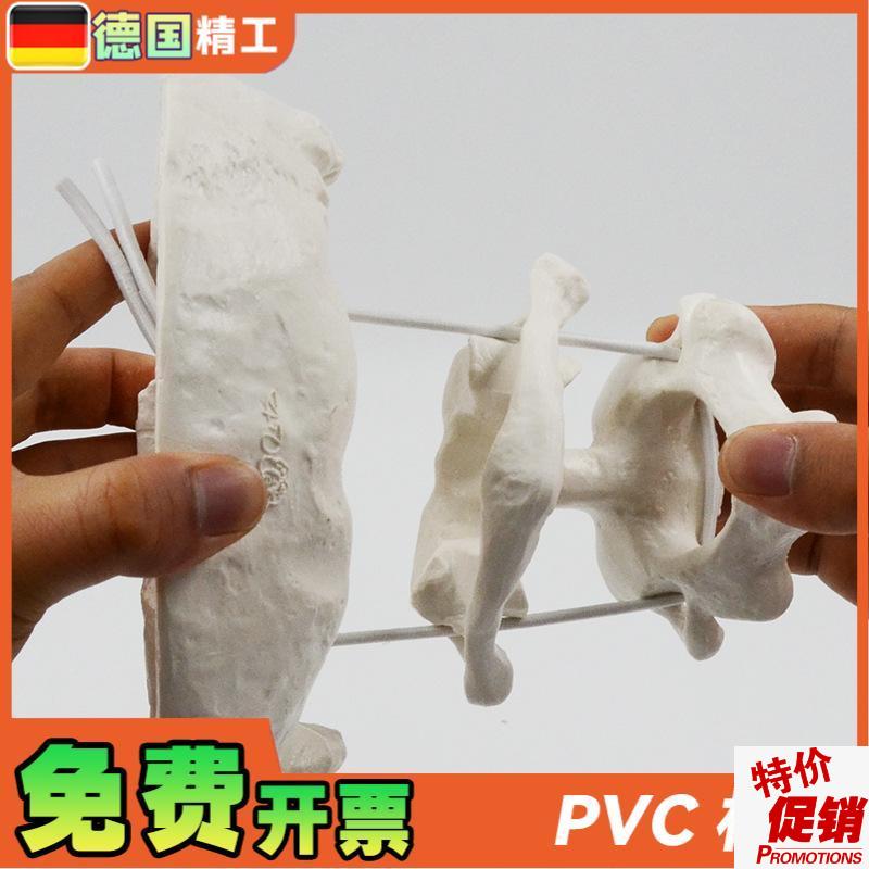 德国】人体枕骨带寰椎枢椎可w活动拆卸骨骼放大模型医用教学正骨