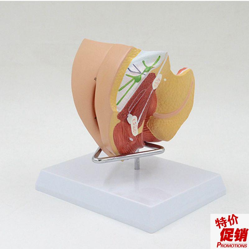 女生殖器b解剖模型盆腔盆底泌尿膀胱会阴子宫肛管直肠妇科医学教