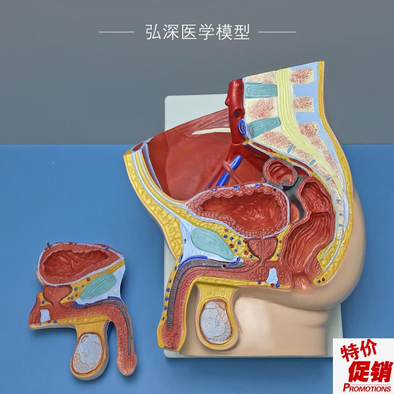 男性矢状解剖模型2部件可拆人体C生殖系统结构盆腔医学示教学模具