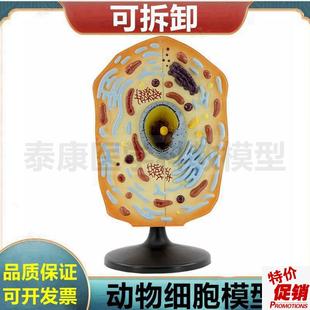 动物细胞模型细胞器可拆卸细胞核细胞微细结N构流动镶嵌模型动植