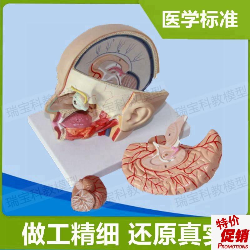 自然大脑模型拆卸8部件可拼装y小脑血管脑干组织神经密室道具素描