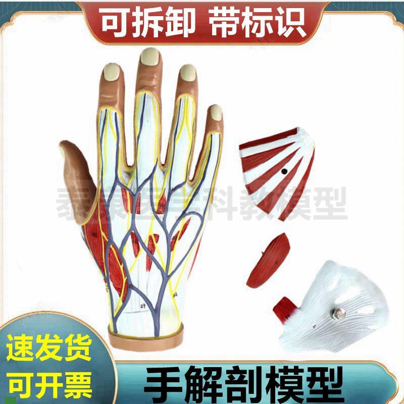 手部肌肉模型骨骼关节韧带肌腱筋膜腕关节手掌临床外.科医用教学