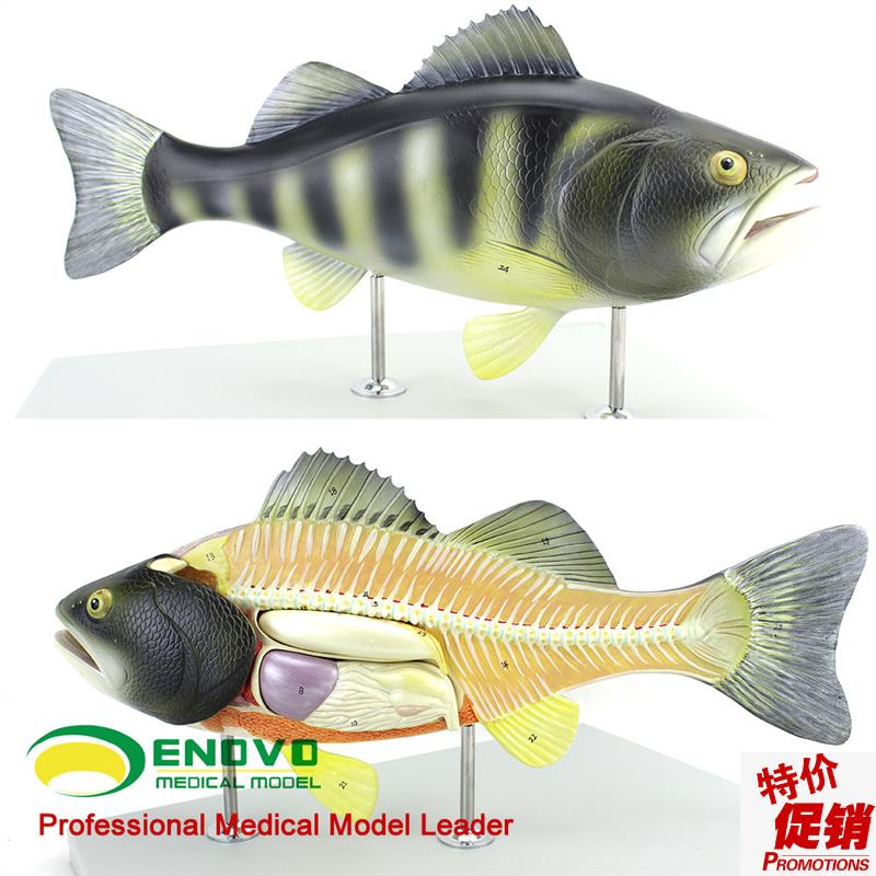ENOVO颐诺鱼解剖模型水产x养殖专业科学教学实验模型生物动物模型
