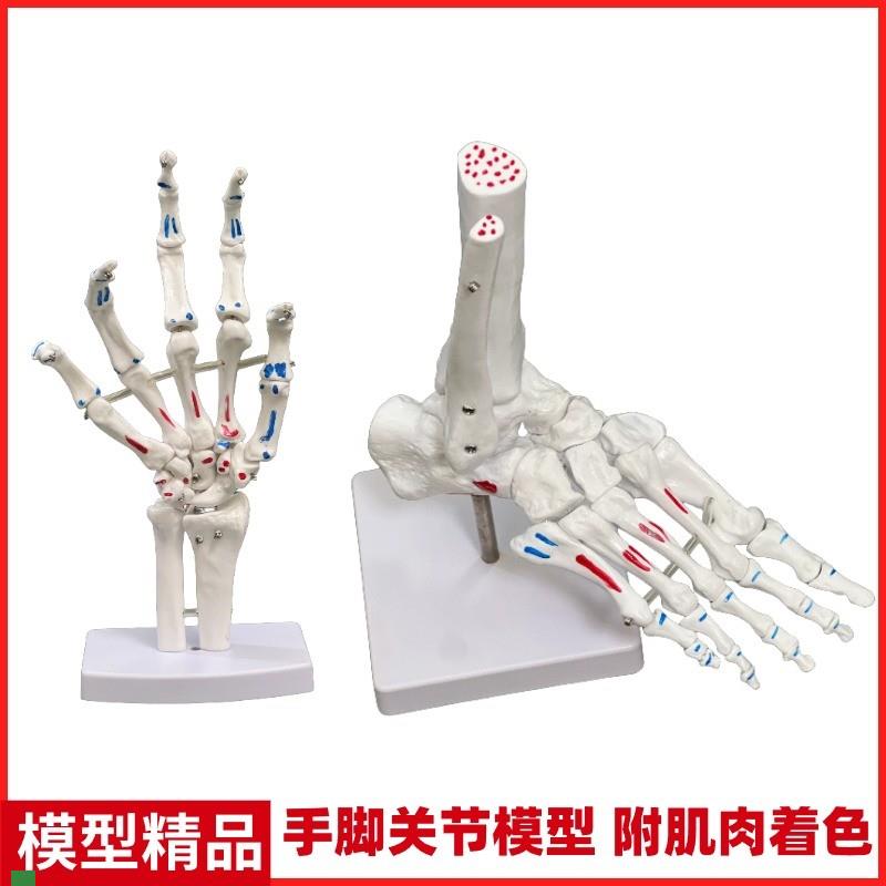 着色脚关b节模型脚骨骼模型足关节肌肉起止点脚骨手骨模型脚部结