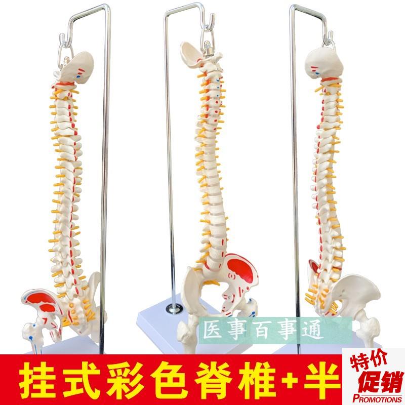 人体脊柱模型人体骨骼大脊椎成人45CM带颈椎胸R椎尾椎椎骨骨盆模