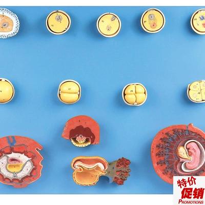 受精与初期胚胎发w育过程模型A42003