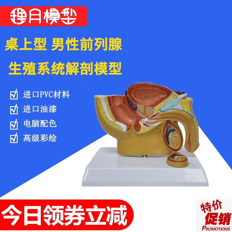 泌尿系统模d型男性生殖模器盆腔解剖结构前列腺男科部位教学