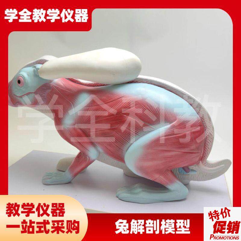 兔子解剖模型立体仿真内s脏可拆卸拼装皮肤骨骼头骨透明牙齿生物