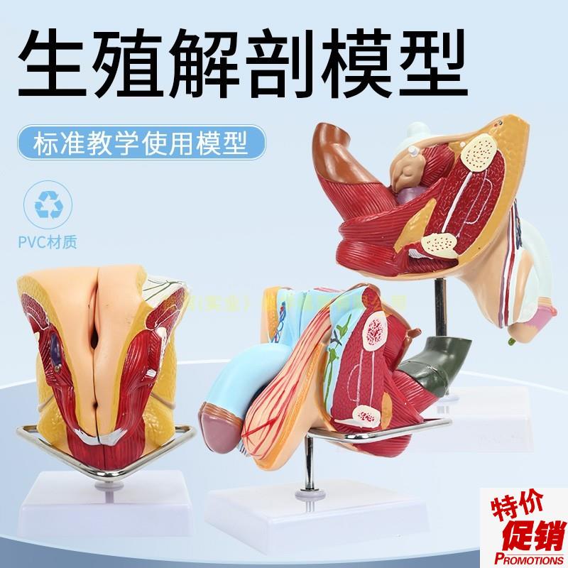 女性内外生殖器解剖模q型子宫输卵管解剖女性生殖健康示教模型