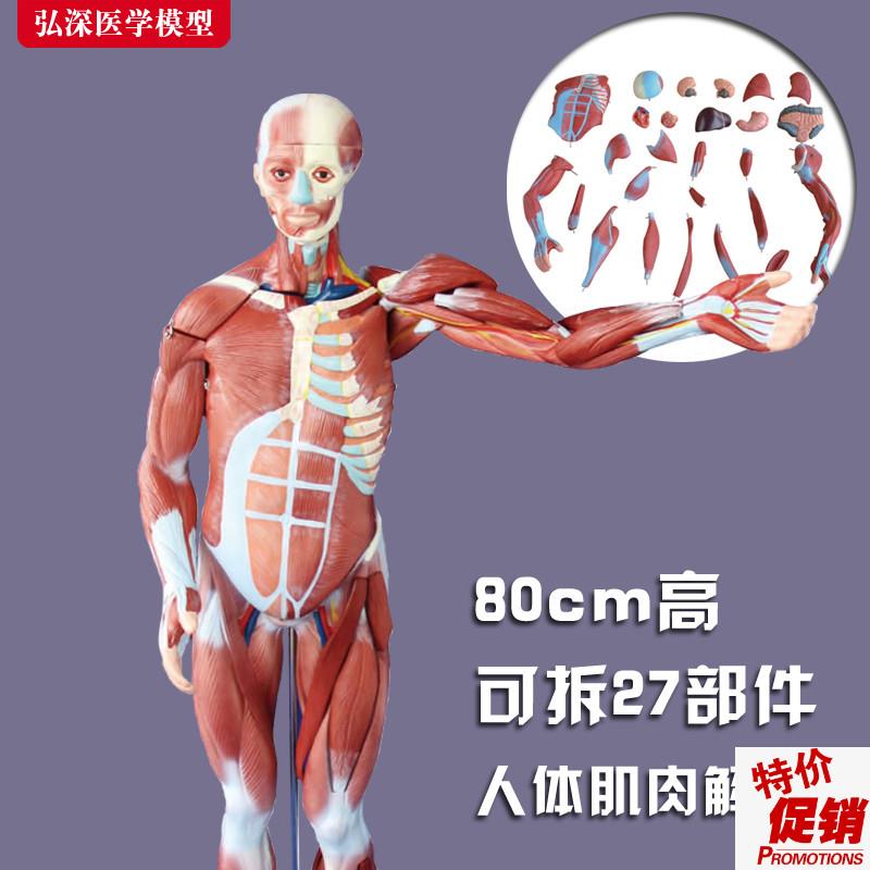 80cm人体全身肌肉解r剖模型可拆卸内脏展示医学示教学教具模具玩