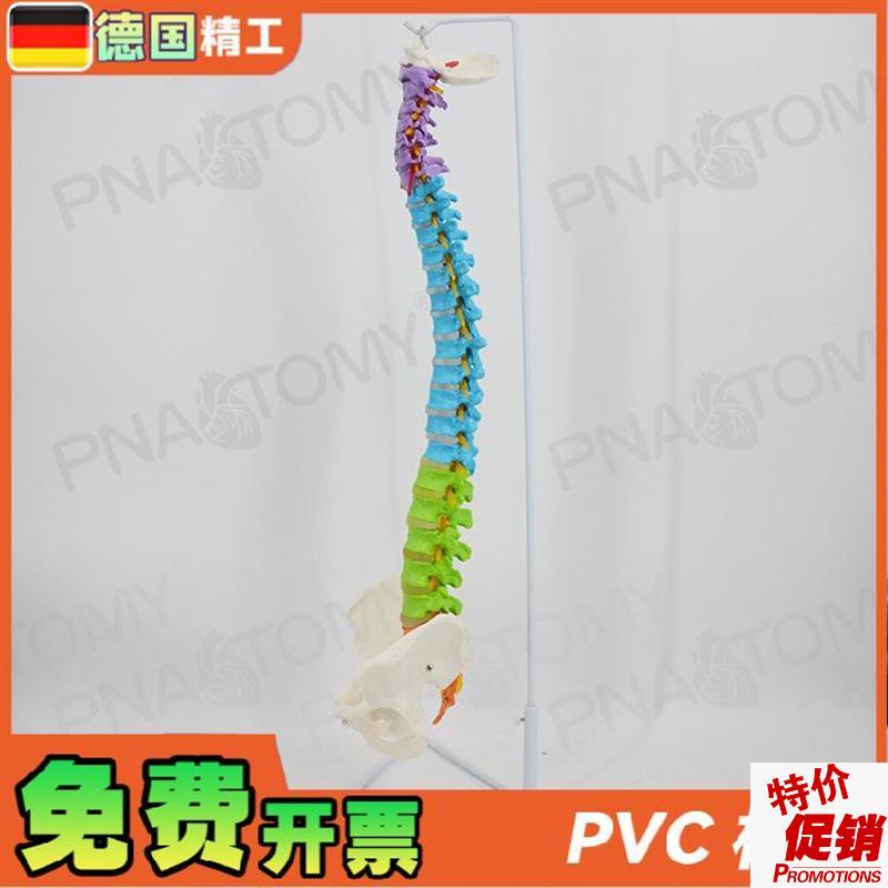 德国】彩色脊柱模型可弯曲神经正骨脊椎骨盆P骨骼模型推拿手法练
