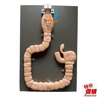 乙状结肠镜检查模型肠镜检x查演示训练教学模型自然大肠镜模型