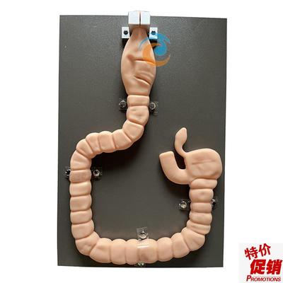 乙状结肠镜检查模型肠镜检x查演示训练教学模型自然大肠镜模型