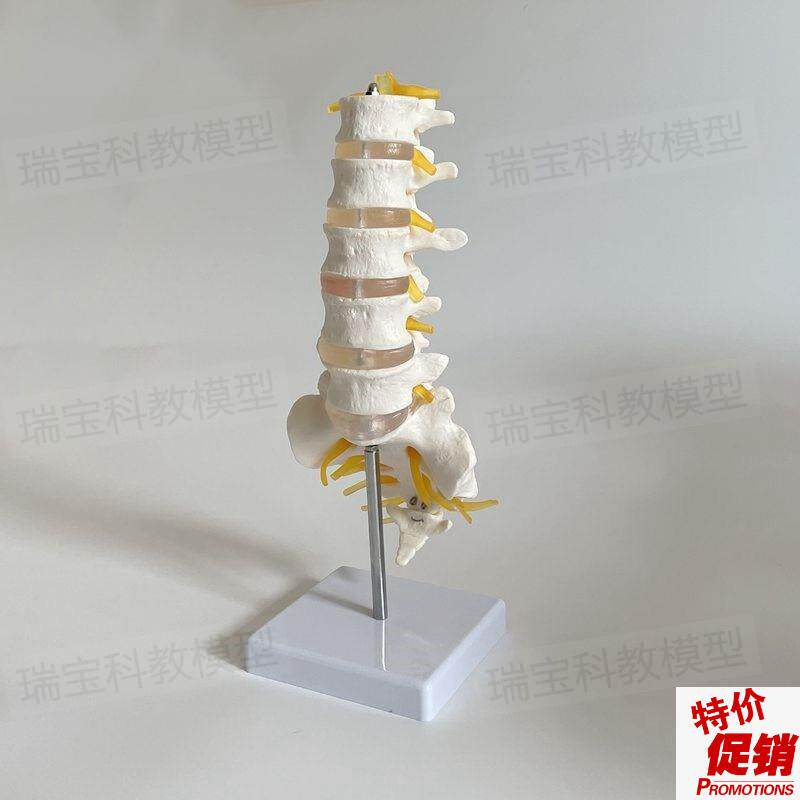 腰椎骨模型骶椎坐骨马尾神经医用麻E醉解剖教学正骨中医康复椎间