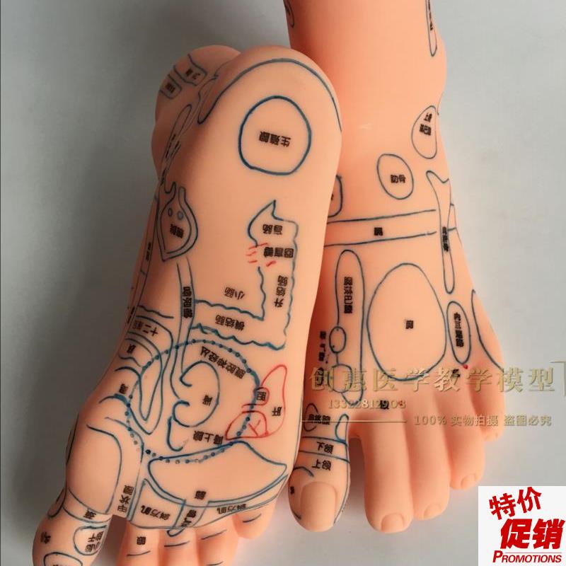 足部反射图d按摩针灸穴位脚模型足底按摩模型脚部穴位模型针灸模