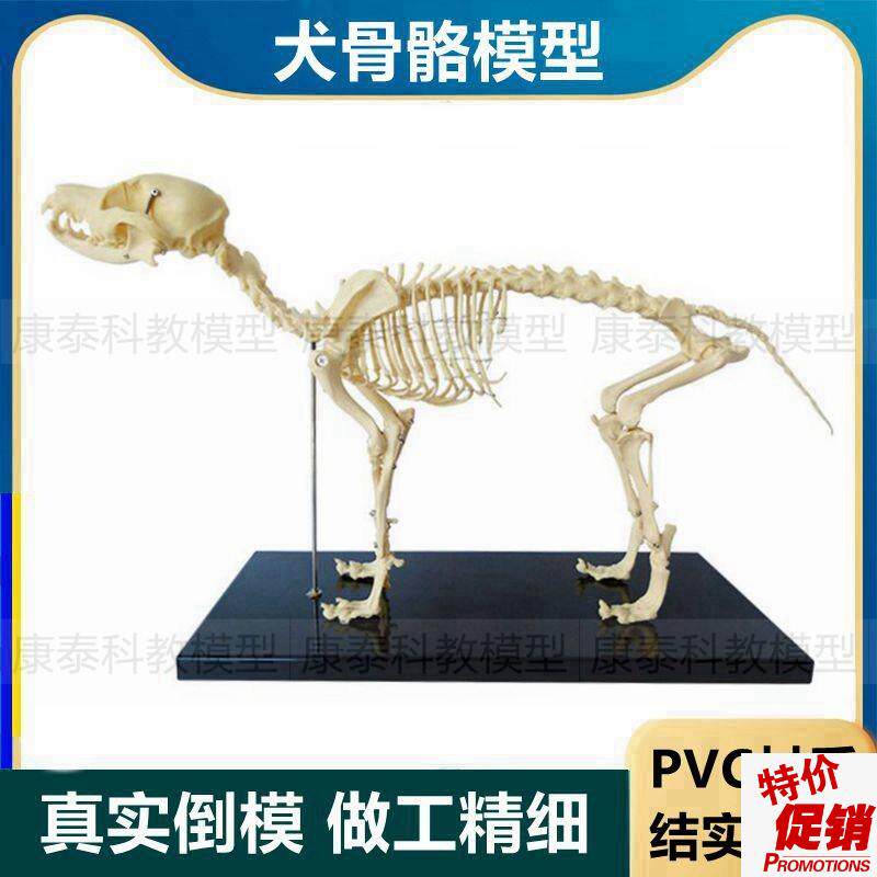 犬骨骼模型真实倒模PVC材质仿真塑胶骨架四肢P头骨脊椎狗骨头标本