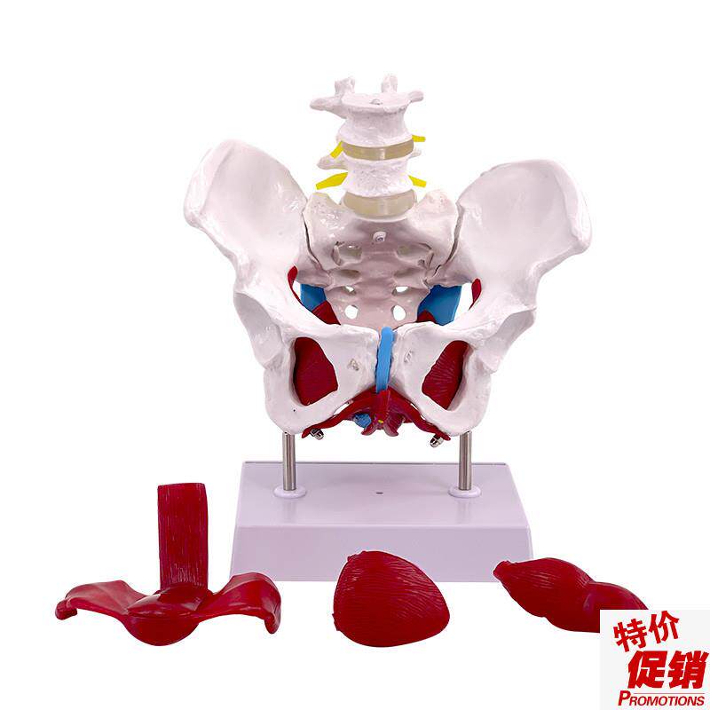 教学彷真盆底肌女性骨盆及子宫模型女性盆腔结构膀胱W盆底肌肉康