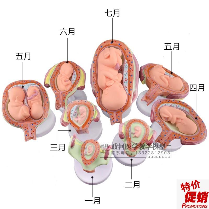 妊娠胚胎发育模型计划生u育模型婴儿胎儿发育过程模型生殖模型