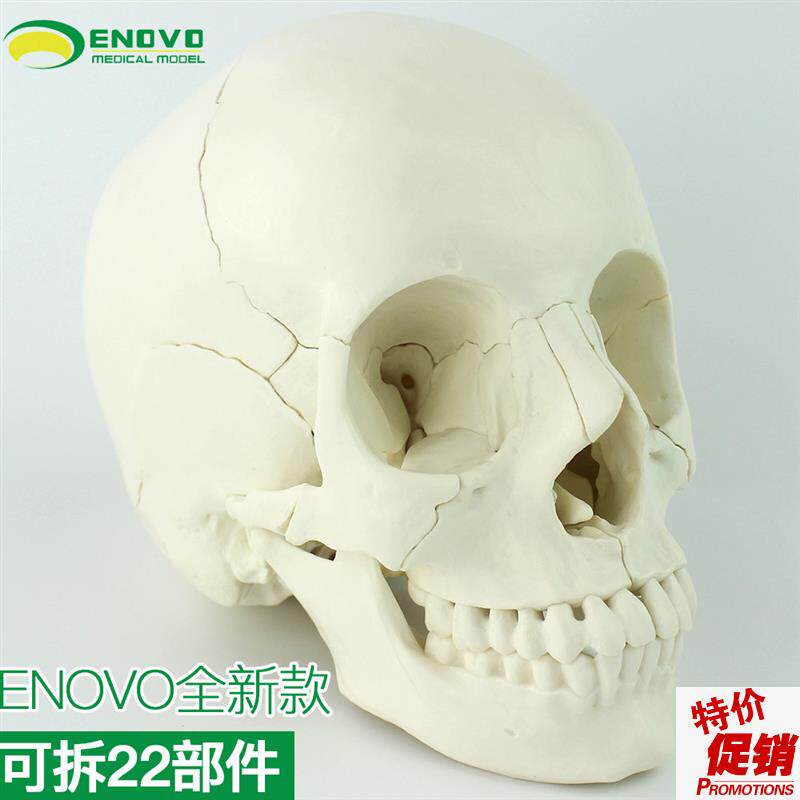 ENOVO颐诺医学用人体头骨模型B头颅骨拼装可拆美容微整形教学头骨