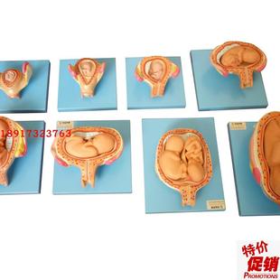 高级妊娠胚胎发育过程模型子宫胎儿发育教学胎儿X发育过程模型