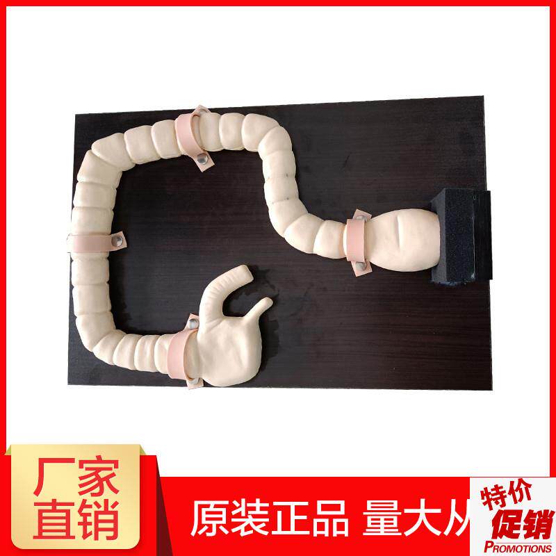 乙状结肠镜检查模型肠检查演示教学训练模型大Y肠病变示教