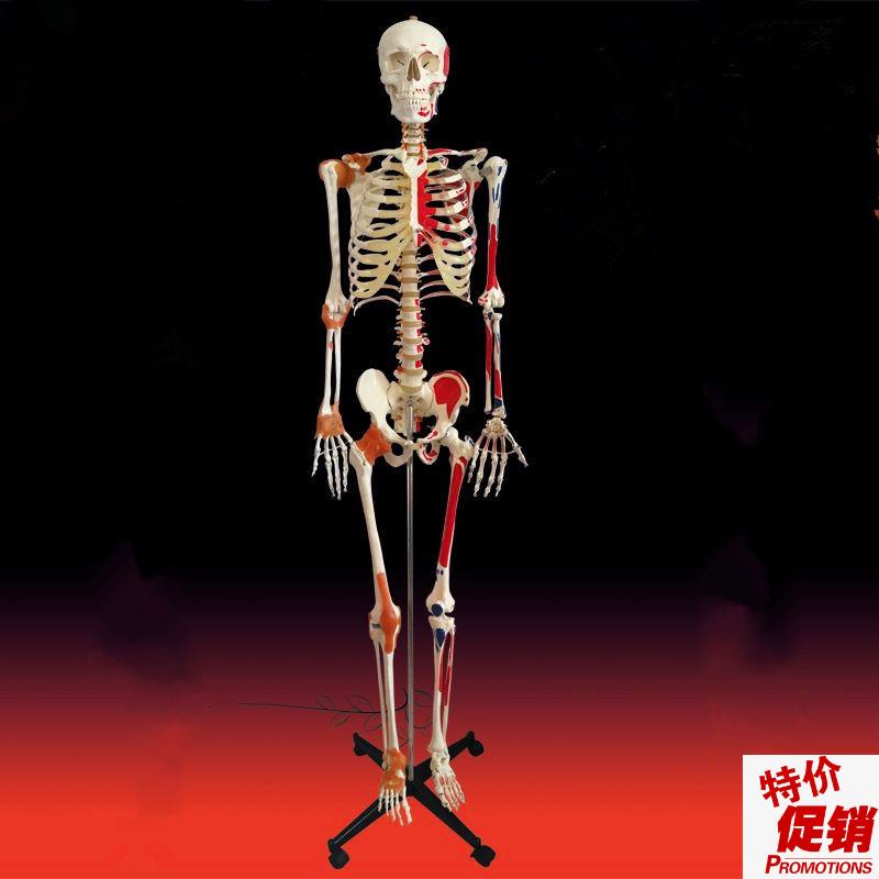 人体骨架模型成人比例176cxm高头颅脊柱胸腔四肢手脚仿真美术医用