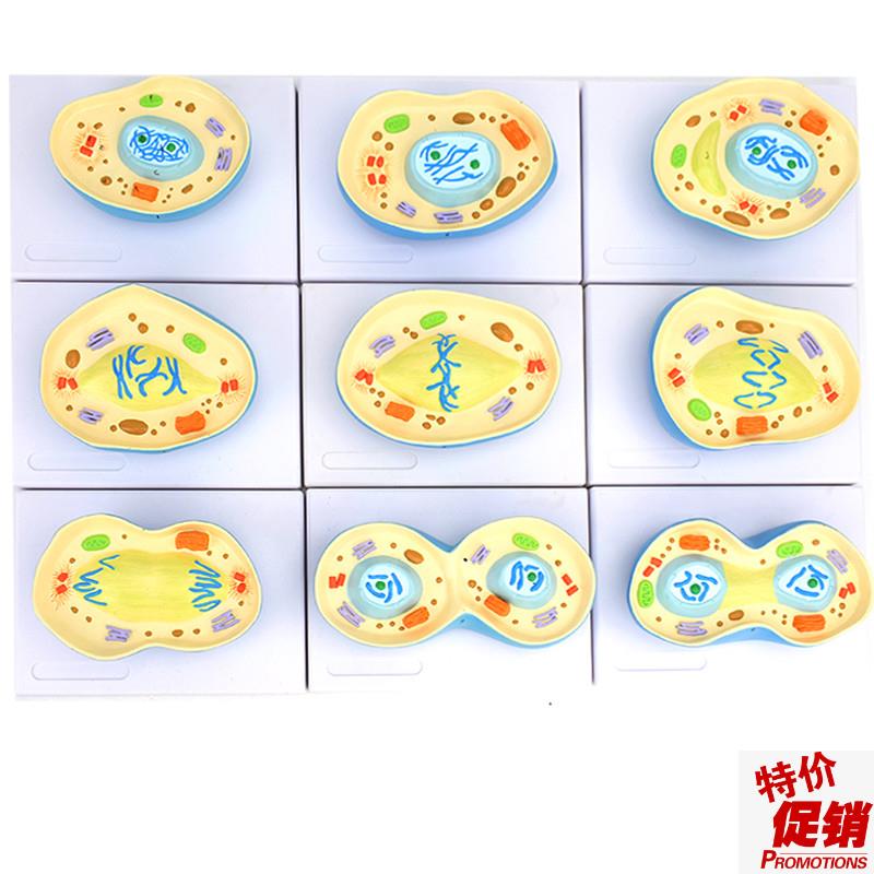 ENOVO颐诺细胞有丝p分裂模型9部件核模核仁染色体细胞质纺锤丝细