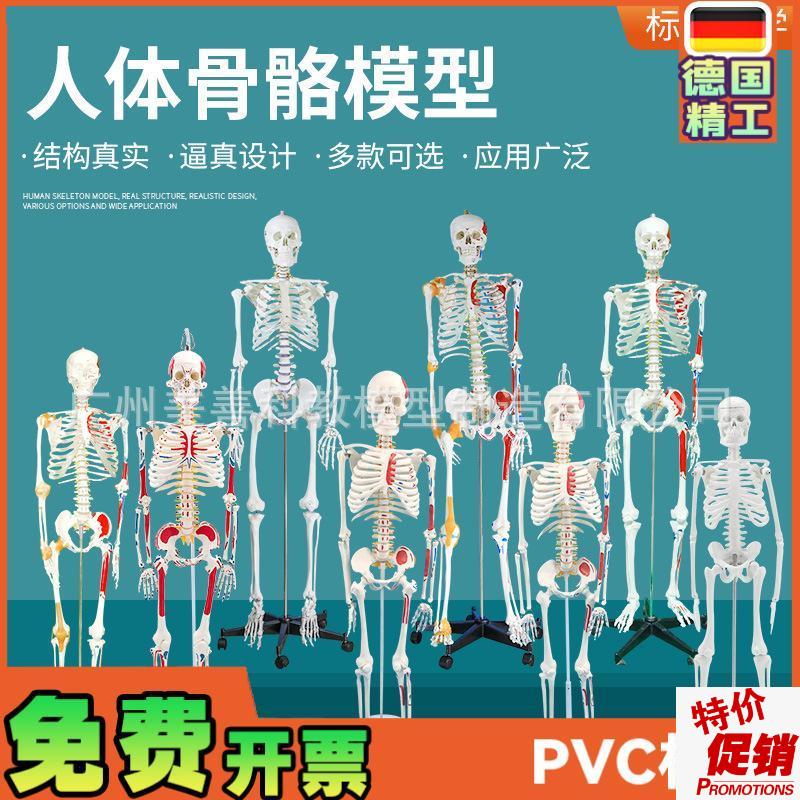 人体骨骼模型全身骨架成人小骷髅教学脊J柱模型仿真小白骷髅标本