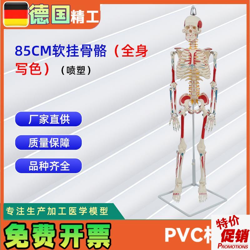 85CM软c挂全身写色骨骼模型(喷塑)教学用具仿真人体骨骼模型