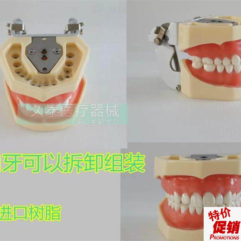 包邮标准牙颌模型口o腔科备全口牙齿可替换日进牙颌配FE咬合架