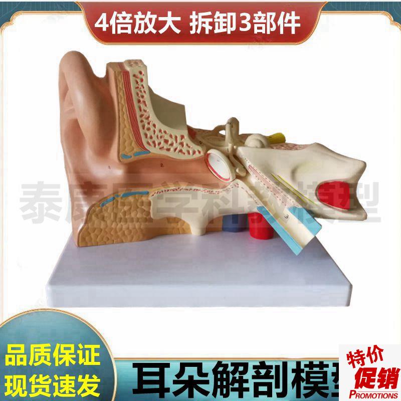 耳朵解剖模型神经内外科医生用临床教G学展示拼装拆卸内耳鼓膜迷