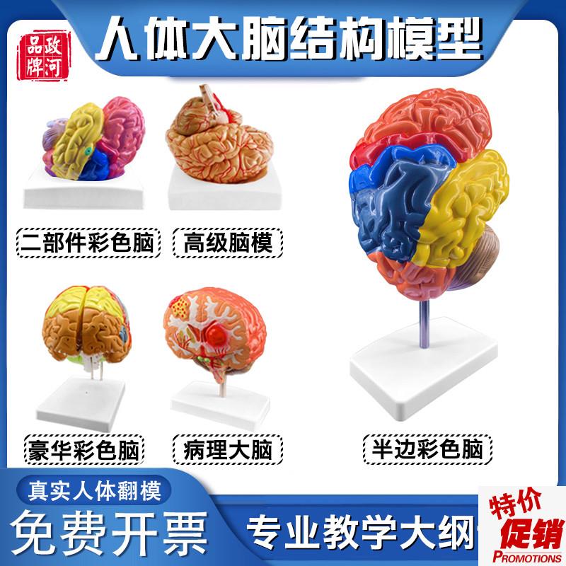 政河人体大脑结构病理p彩色脑髓器官结构解剖模型可拆装医院学校