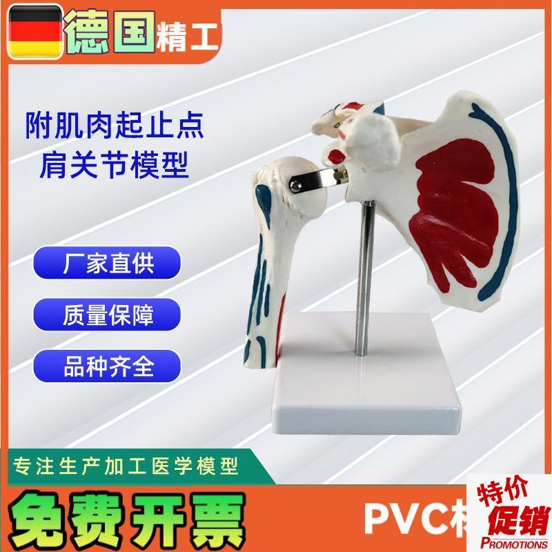 附肌肉起止点肩关节s模型实力工厂直营源头教学学习