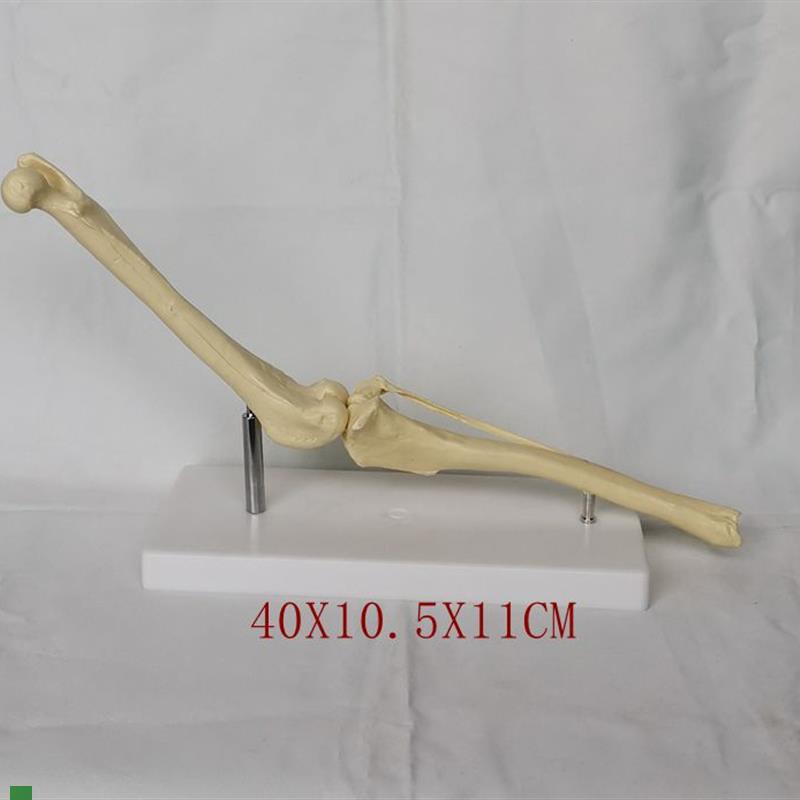 狗膝关节骨骼模型股骨胫骨模型兽S医教具教学模型