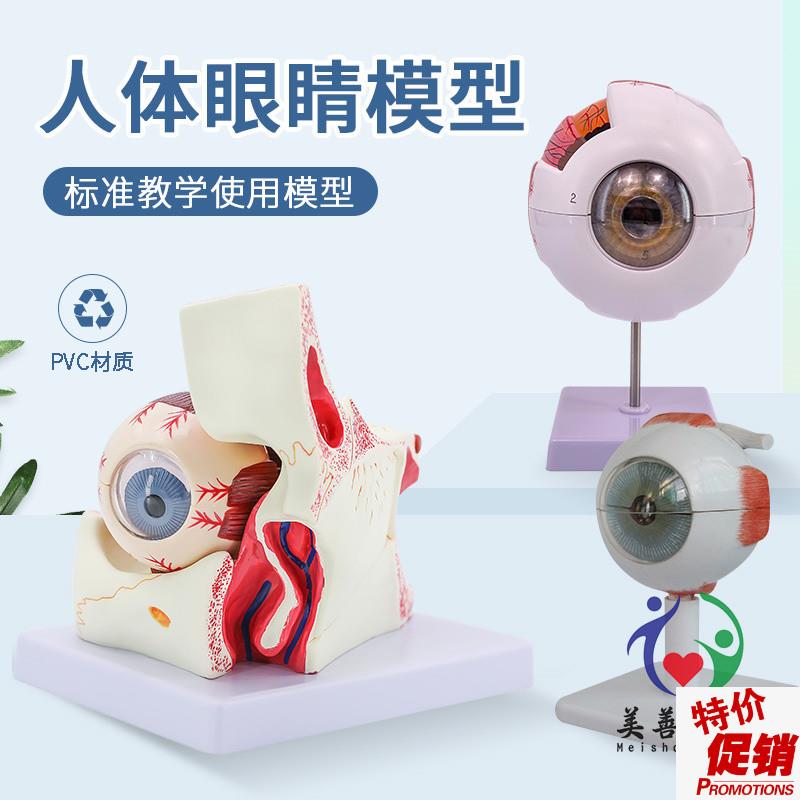 人体眼球模型放大j眼睛眼球结构构造解剖模型教学仪器眼珠玩具医